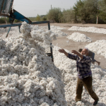 Только 10% хлопка в Хатлонской области перерабатывается до конечной продукции — глава региона