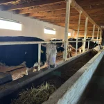 Акунбеков ознакомился с деятельностью племенного хозяйства