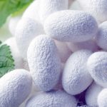 Шелководы Лебапского велаята вышли на плановые показатели