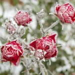 Заморозки объявили в нескольких регионах Казахстана и Астане