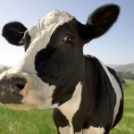 Шавкат Мирзиёев поручил срочно накормить страну