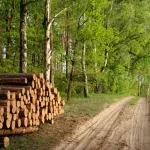 Запрет на экспорт древесины введут в Казахстане