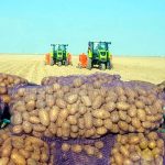 В Дашогузском велаяте Туркменистана приступили к сбору урожая картофеля