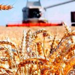 В Туркменистане собрали свыше миллиона тонн пшеницы