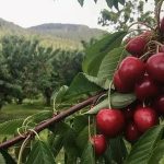 Аграрии Туркменистана расширяют производство и экспорт плодовой продукции