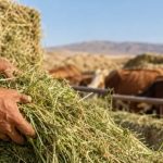 В Лебапском велаяте готовят корма для скота на зиму