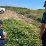 Более 10 тысяч кустов конопли уничтожили в Атырауской области
