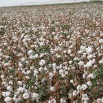 Хлопкоробы сельского джамоата Айни Хуросонского района планируют собрать в этом году 3 тысячи тонн хлопка