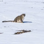 В Нарынской области сняли на видео снежного барса и стадо горных козлов