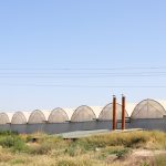 Ташкентским теплицам предложат переехать в Сурхандарью на льготных условиях
