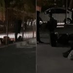 В Ташкенте проведут инвентаризацию деревьев и кустарников